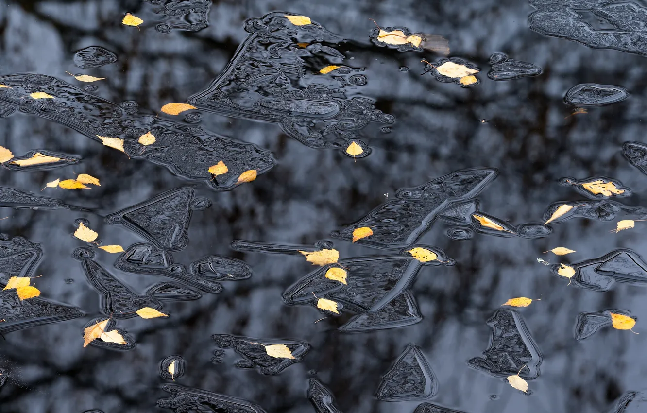 Photo wallpaper ice, autumn, leaves, water