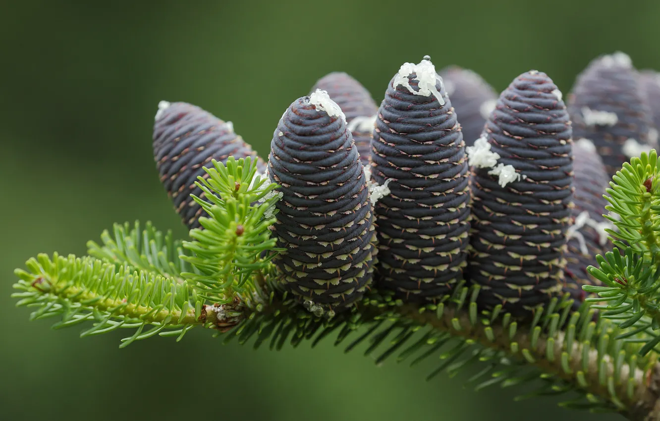 Photo wallpaper macro, branches, bumps, Fir
