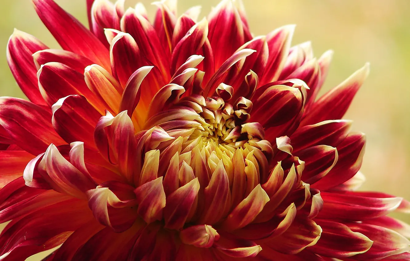 Photo wallpaper macro, flowers, red, petals, dahlias