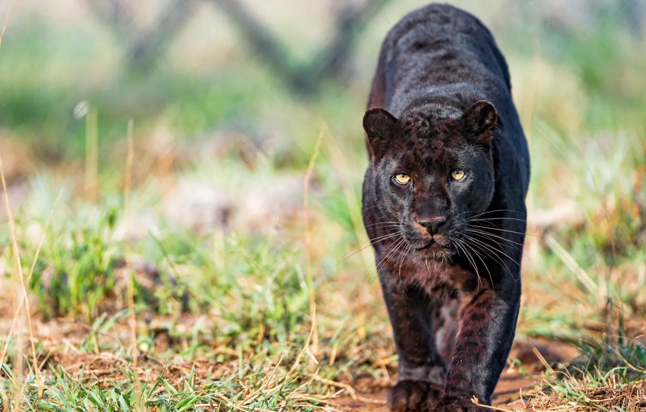 Photo wallpaper grass, look, face, pose, background, black, paws, Panther