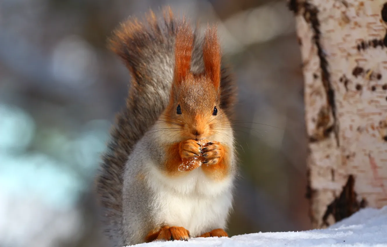 Photo wallpaper forest, snow, trees, nature, protein