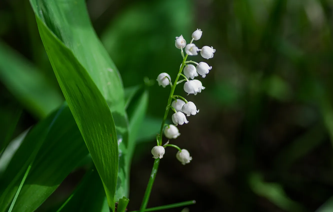 Photo wallpaper summer, flowers, nature, Lily of the valley