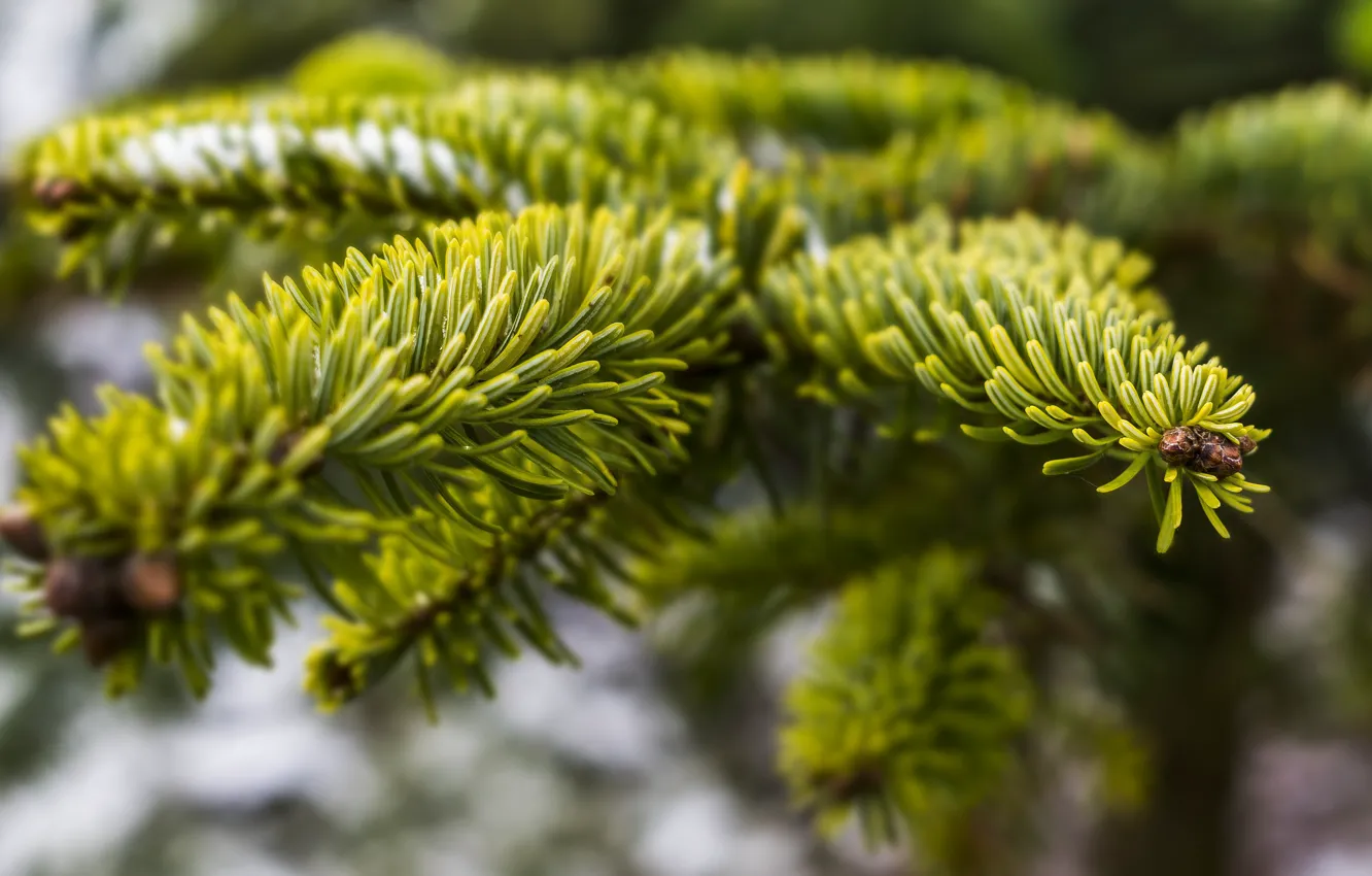 Photo wallpaper needles, branches, nature, needles, coniferous