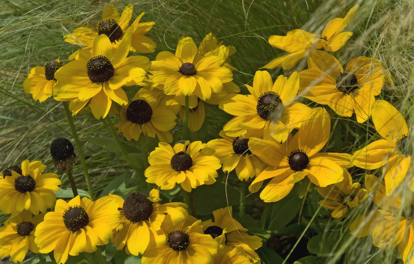 Photo wallpaper grass, petals, rudbeckia