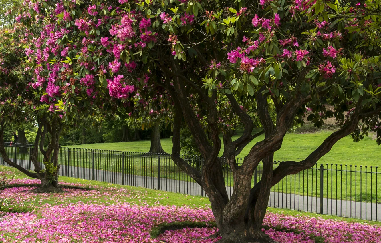 Photo wallpaper trees, Park, spring, flowering, trees, park, spring, Flowering