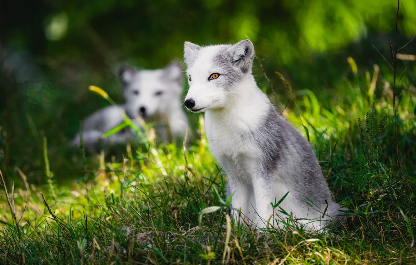 Photo wallpaper greens, grass, look, light, glade, sitting, Fox