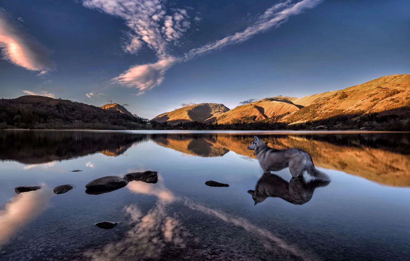 Photo wallpaper mountains, lake, reflection, England, dog, husky, England, Cumbria