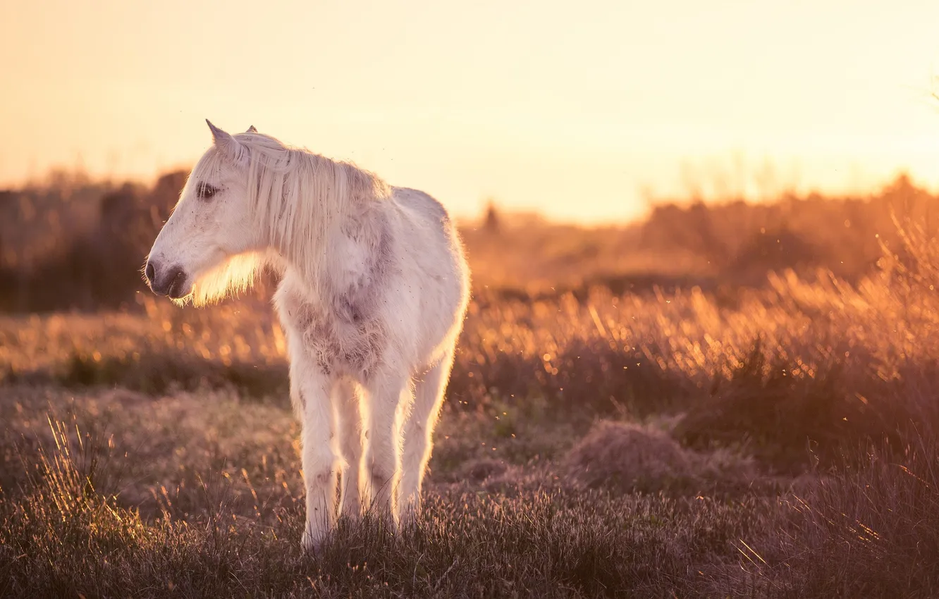 Photo wallpaper light, nature, horse