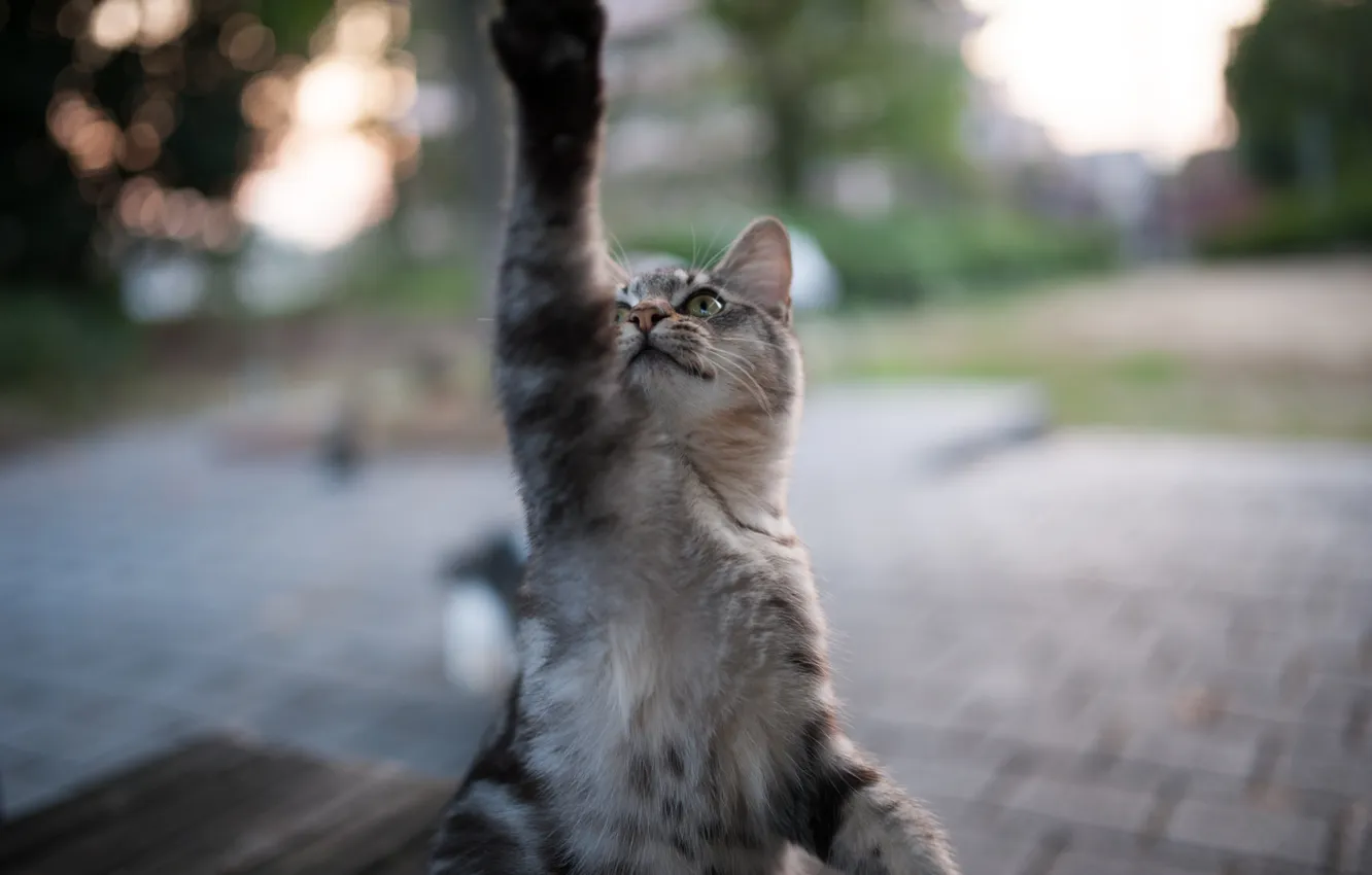 Photo wallpaper cat, paws, Koshak, Tomcat