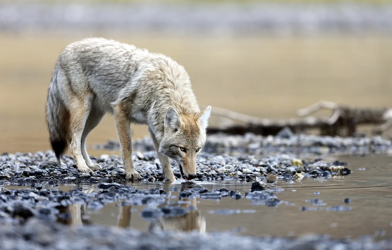 Photo wallpaper nature, background, wolf