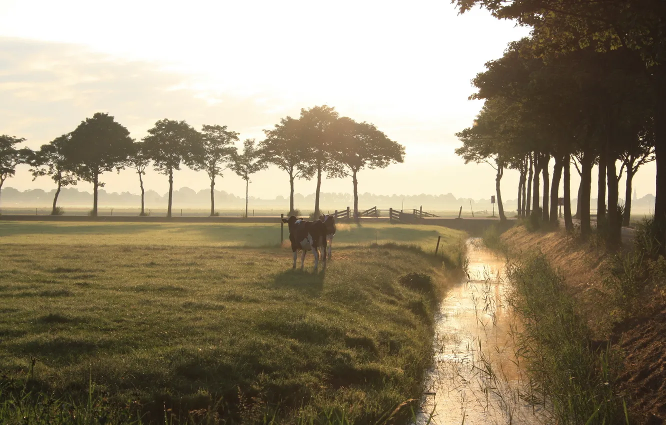 Photo wallpaper trees, landscape, photo, animal, Wallpaper, cows, cattle