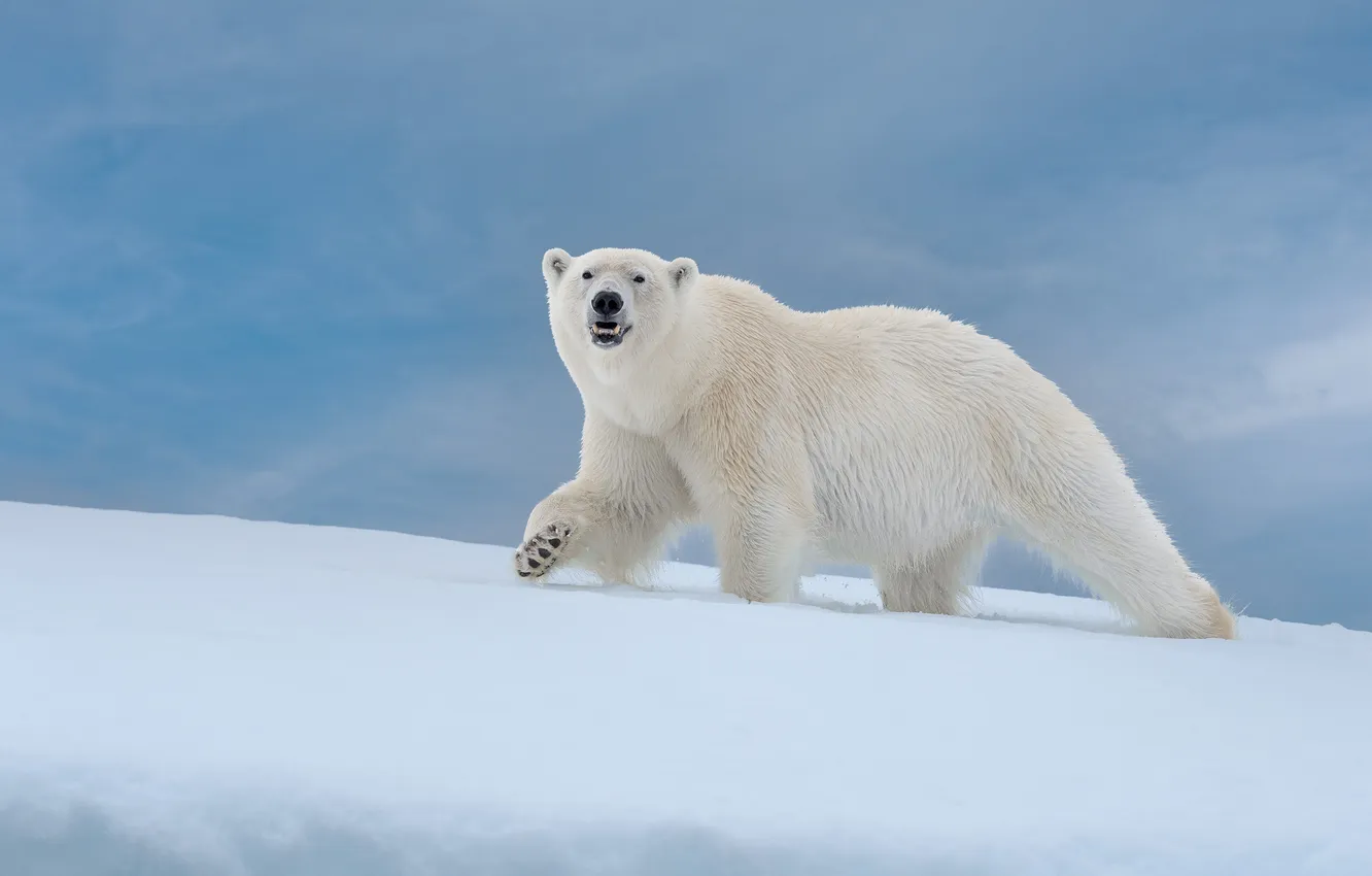 Photo wallpaper winter, field, look, snow, nature, paws, bear, the snow