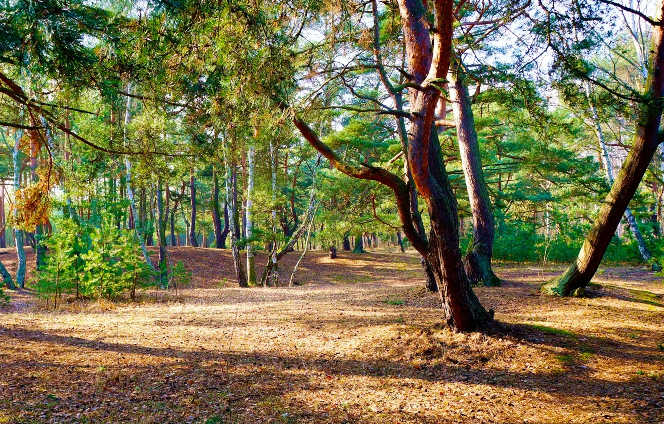 Photo wallpaper forest, park, tree