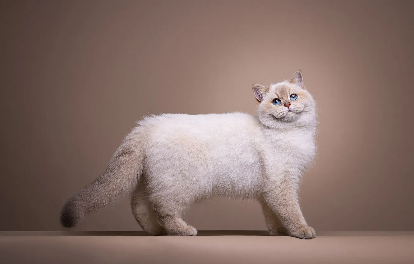 Photo wallpaper cat, cat, look, pose, face