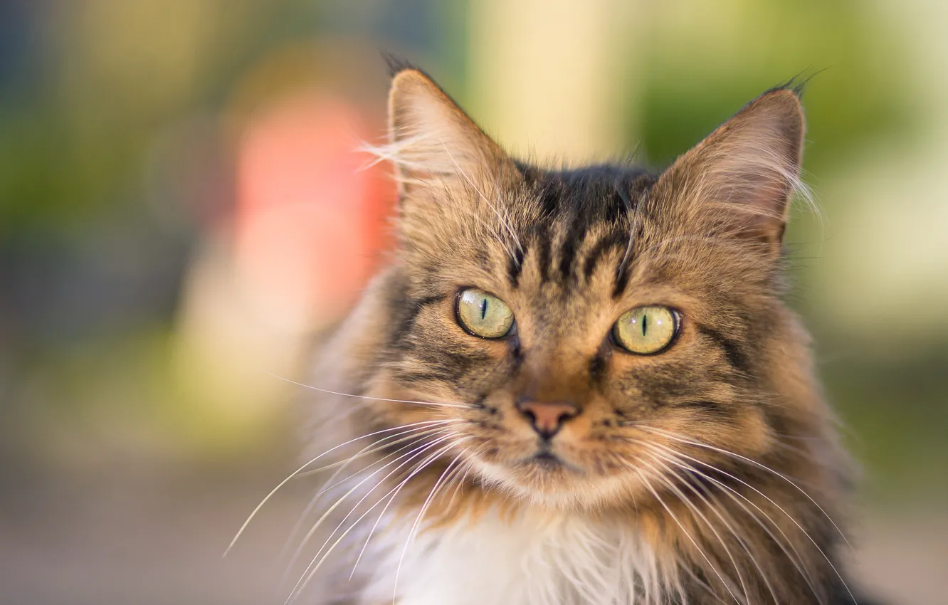 Photo wallpaper cat, cat, look, face, grey, background, portrait, cat