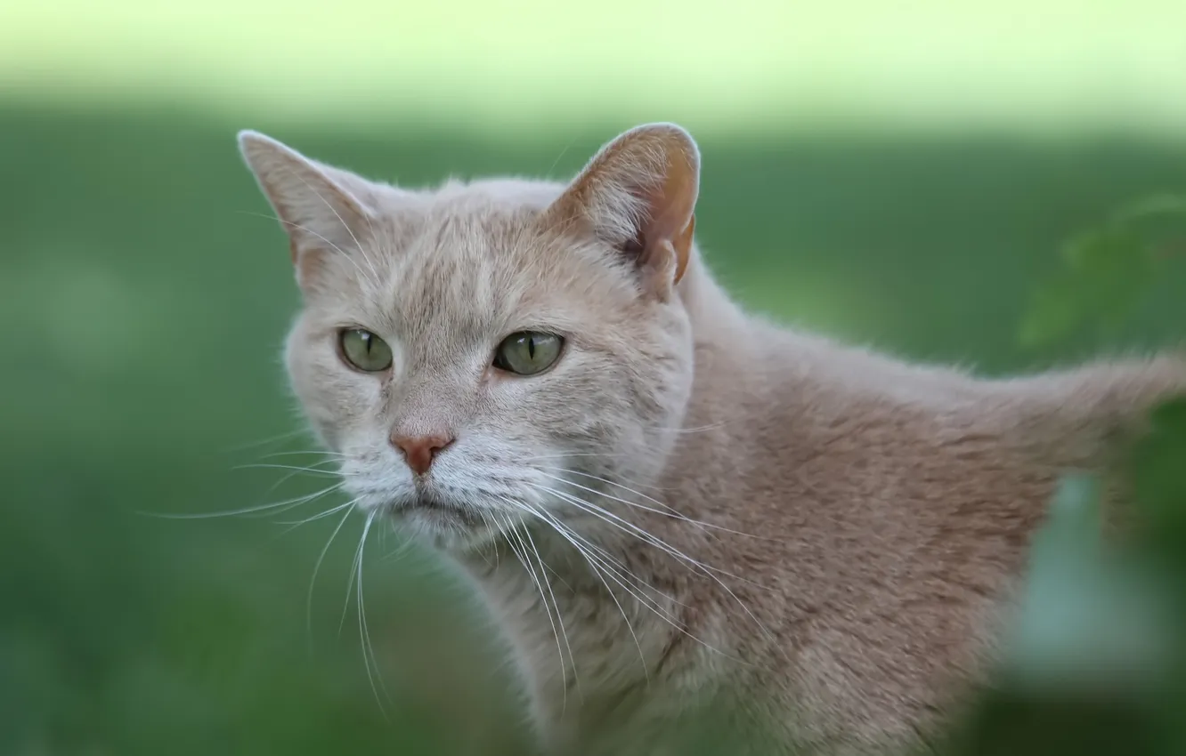 Photo wallpaper cat, cat, mustache, green background