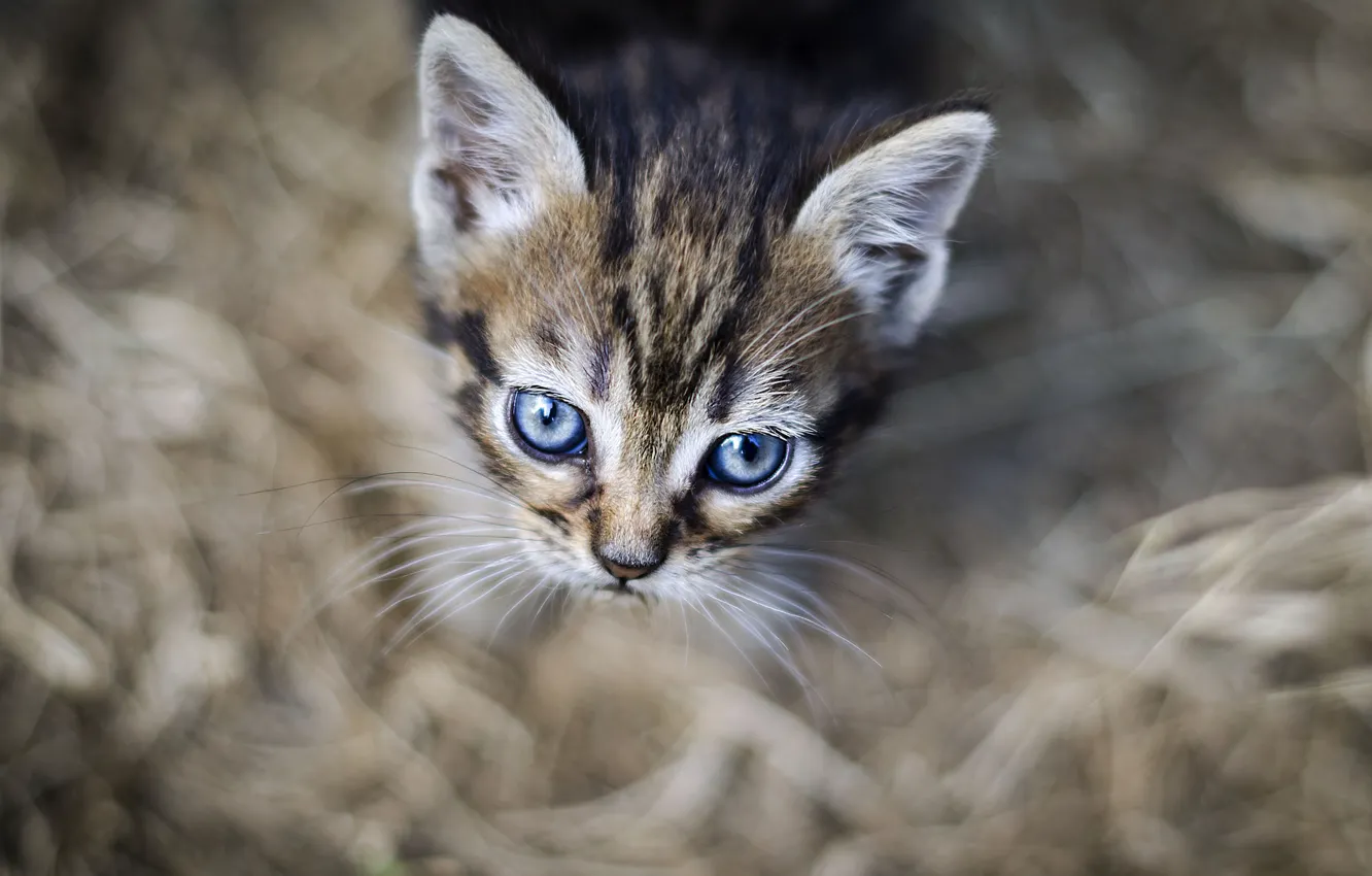 Photo wallpaper eyes, look, background, kitty