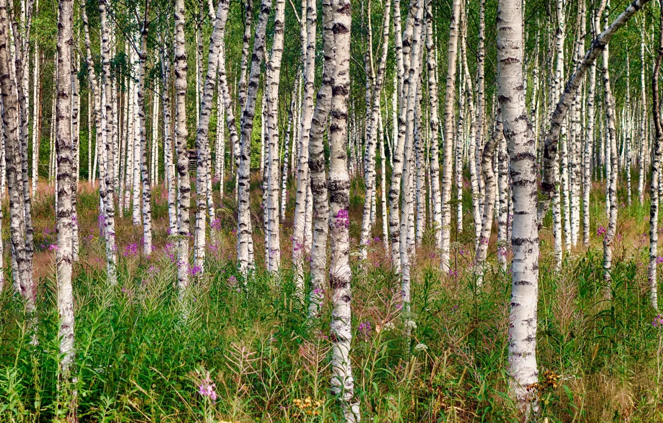 Photo wallpaper forest, birch, Finland
