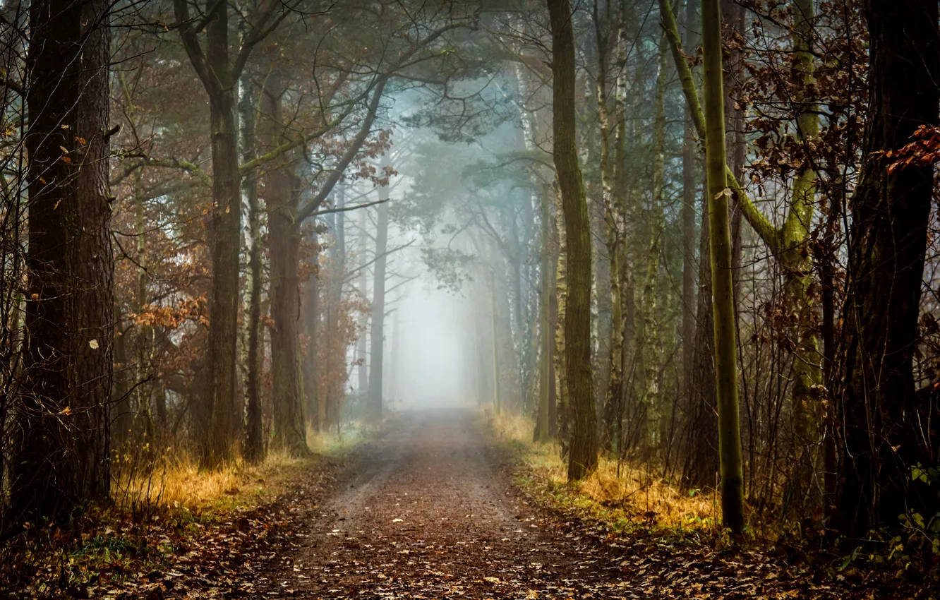 Photo wallpaper road, forest, nature