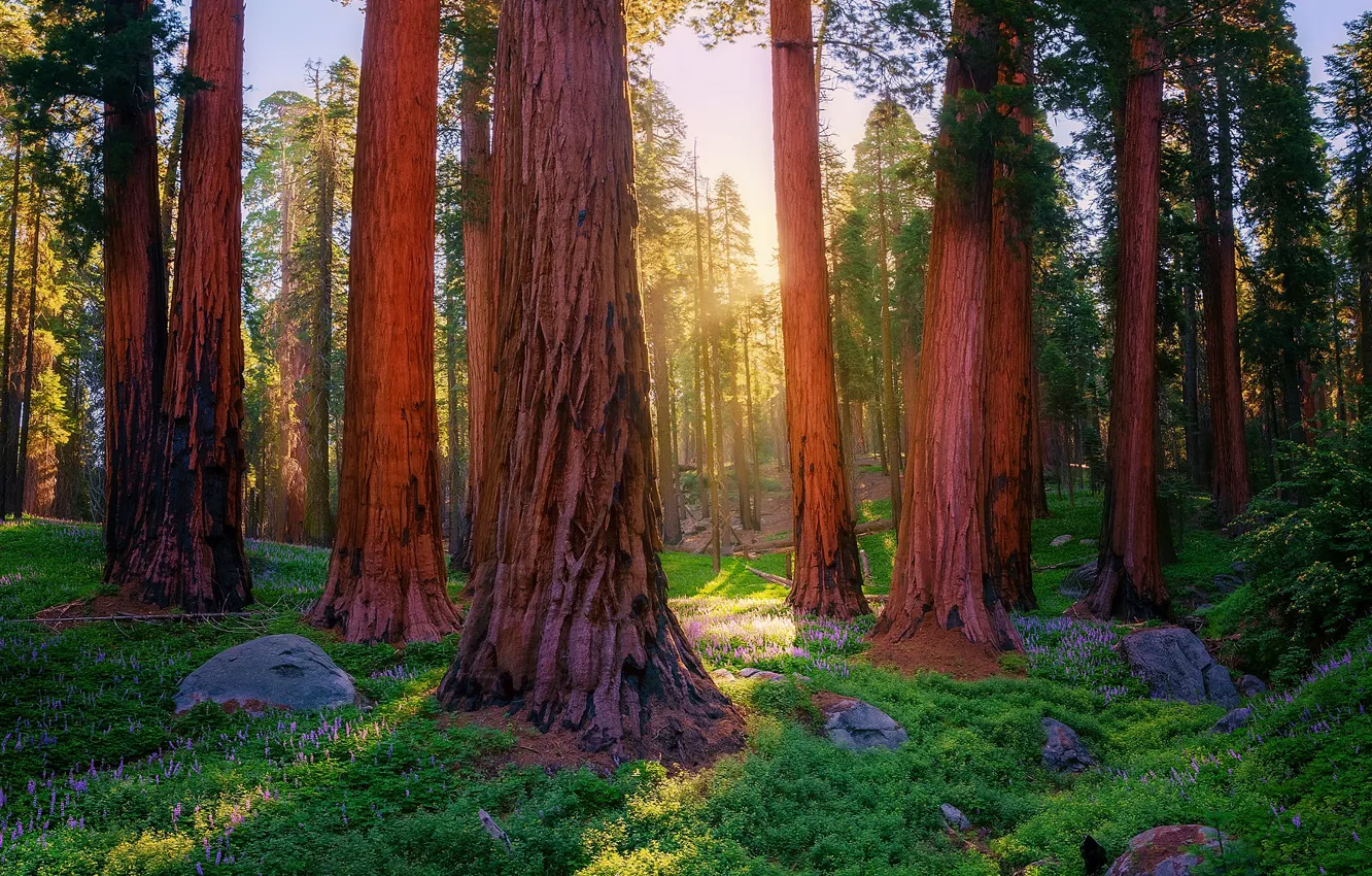 Photo wallpaper forest, trees, flowers, Park, trunk, Sequoia