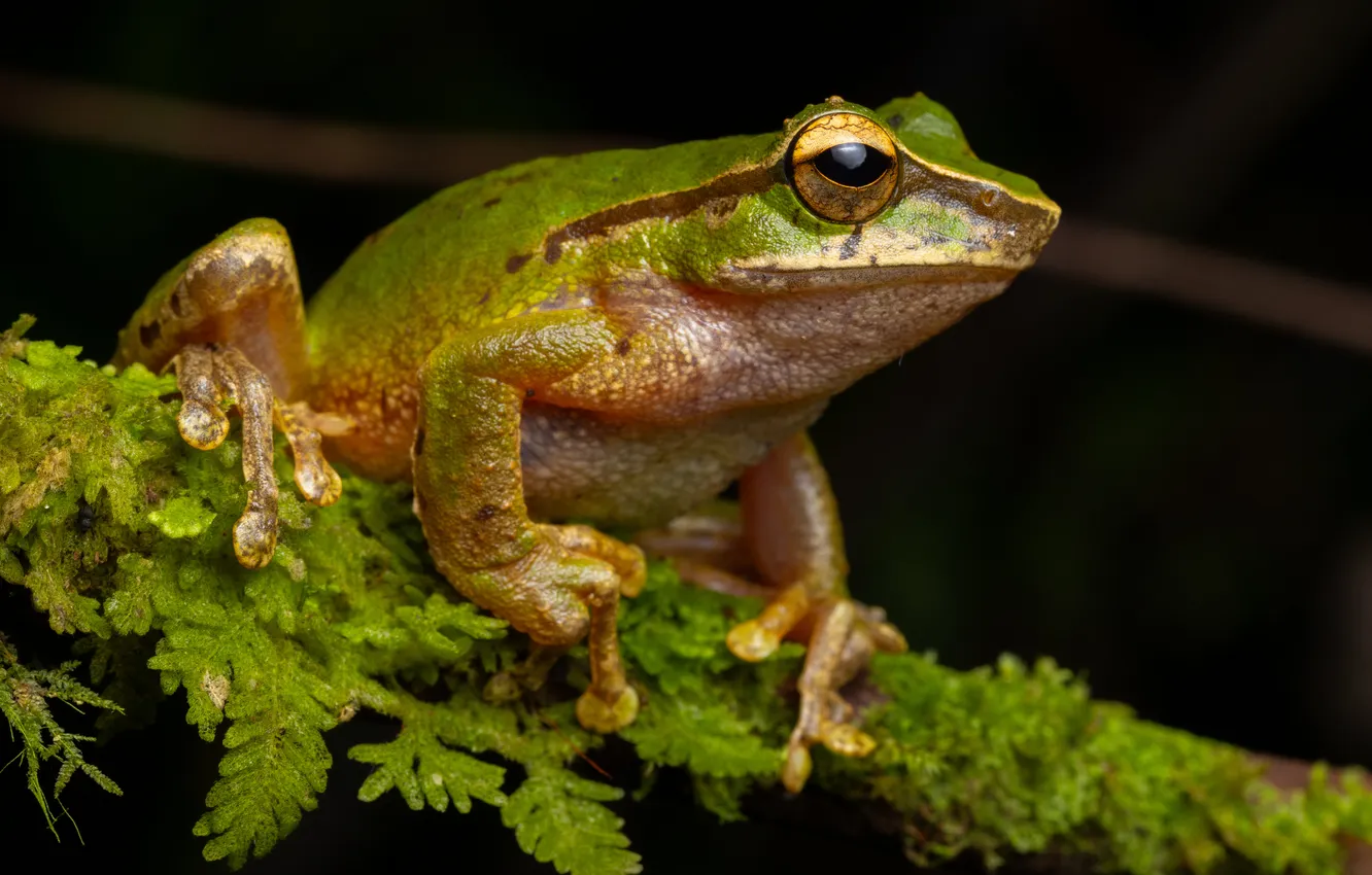 Photo wallpaper frog, amphibian, tree frog