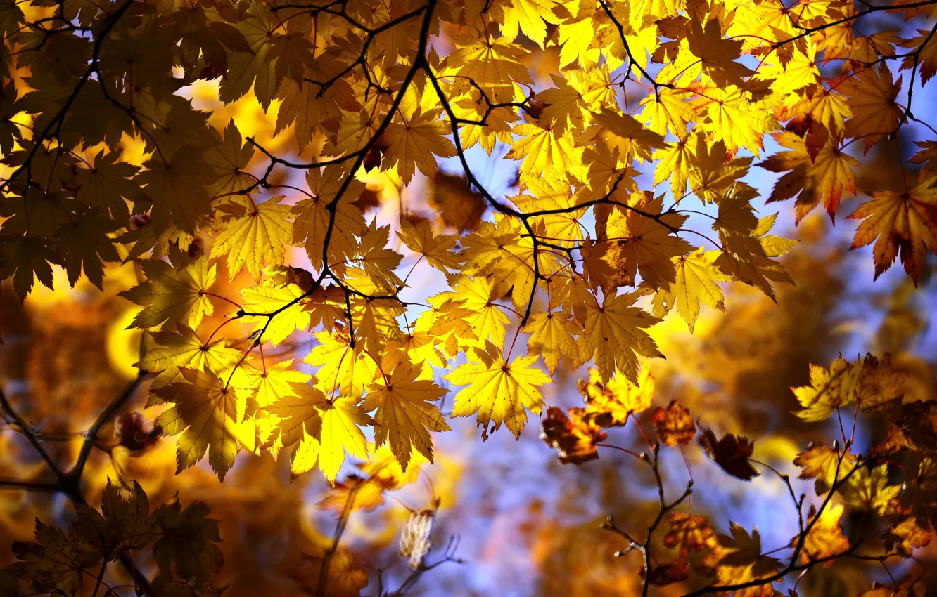 Photo wallpaper autumn, leaves, light, branches, yellow, maple, autumn leaves