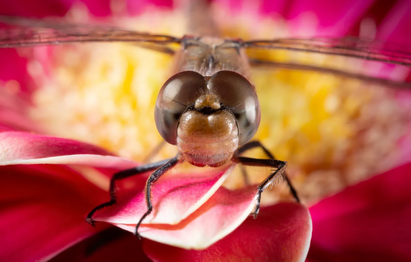 Photo wallpaper eyes, look, macro, flowers, portrait, blur, dragonfly, petals