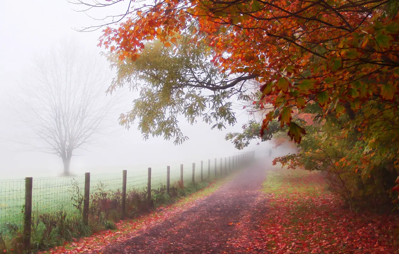 Photo wallpaper leaves, trees, fog, Park, the fence, people, Autumn, track