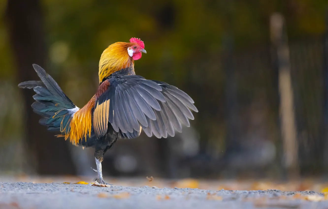 Photo wallpaper pose, wings, profile, stroke, stand, bokeh, cock
