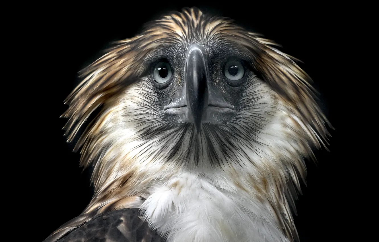 Photo wallpaper background, bird, Philippine Eagle