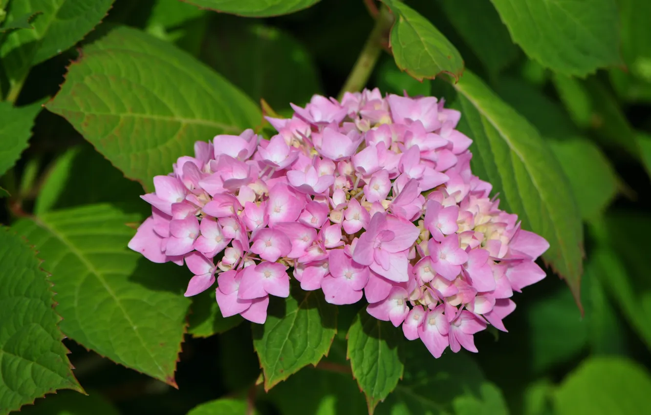 Photo wallpaper pink flowers, hydrangea, Pink flowers, hydrangea, Green leaves, Green leaves
