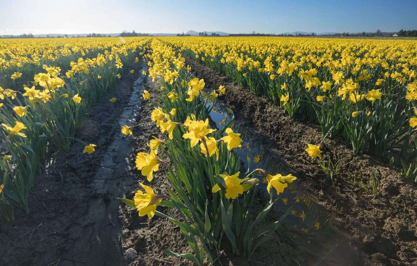 Photo wallpaper flowers, yellow, spring, daffodils, plantation