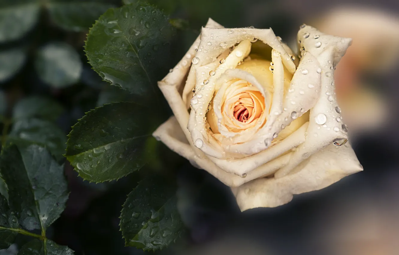 Photo wallpaper white, leaves, drops, macro, flowers, roses, cream, blur