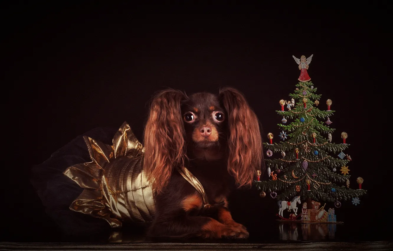 Photo wallpaper look, pose, the dark background, toy, Shine, new year, dog, dress