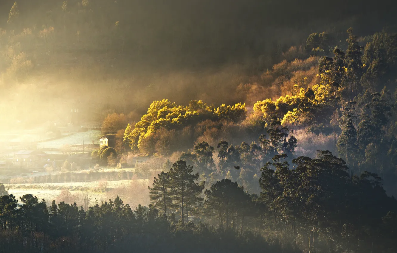 Photo wallpaper house, forest, trees, fog