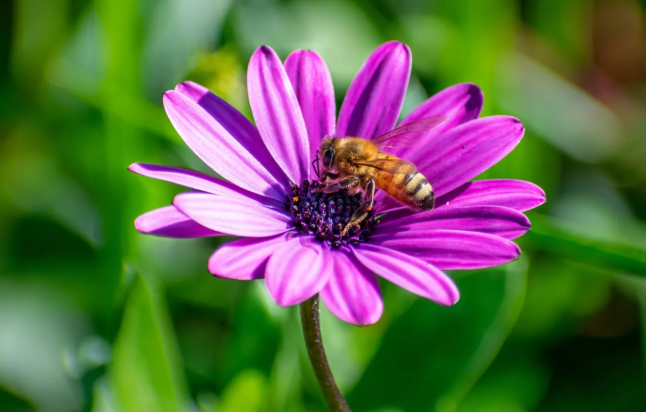 Photo wallpaper greens, summer, macro, light, flowers, bee, petals, insect