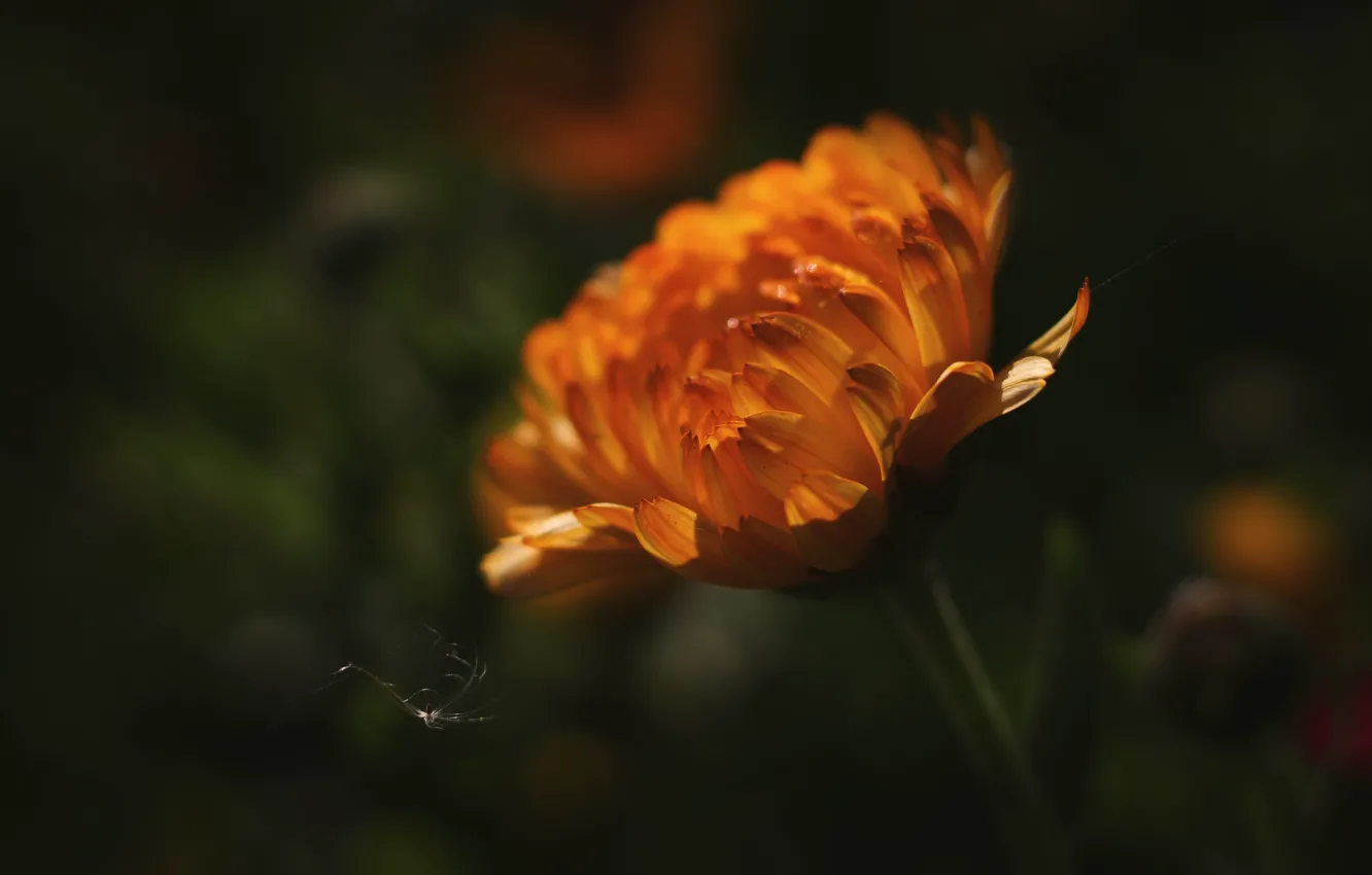Photo wallpaper flower, macro, light, orange, blur, petals, bokeh, calendula