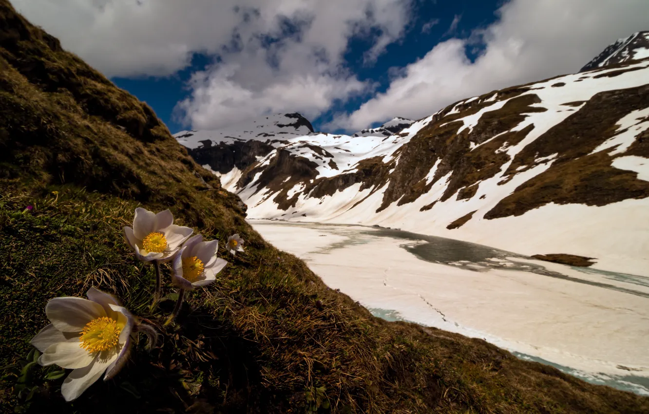 Photo wallpaper snow, flowers, mountains, spring, anemones, cross