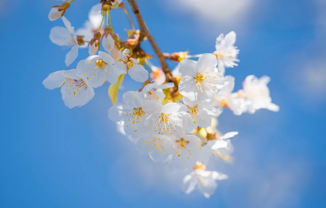 Photo wallpaper light, flowers, branches, cherry, spring, Sakura, white, flowering