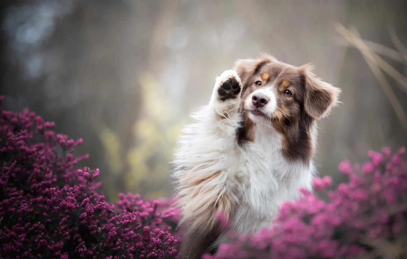 Photo wallpaper summer, look, face, flowers, nature, pose, background, paw