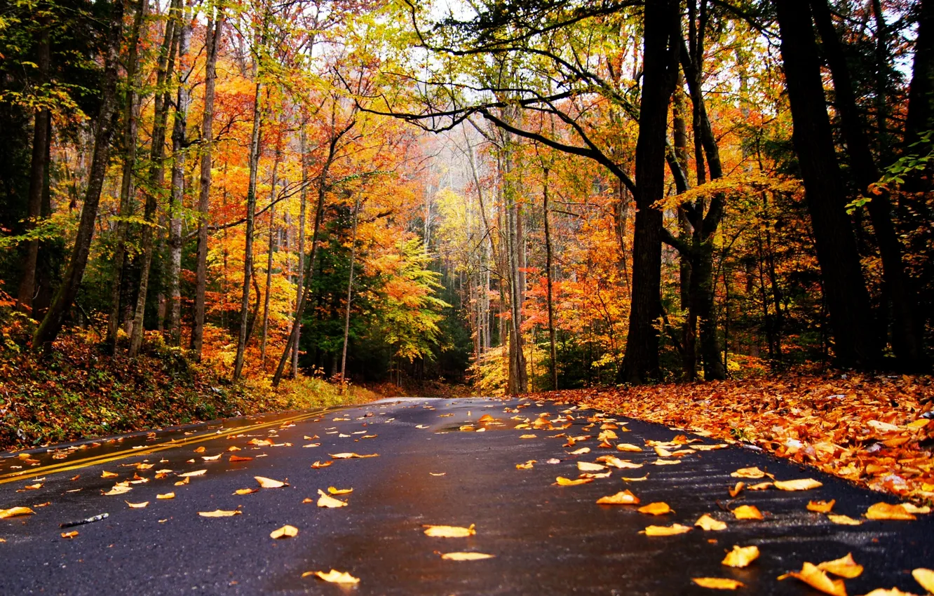 Photo wallpaper road, autumn, leaves, mountains, nature, colors, colorful, road