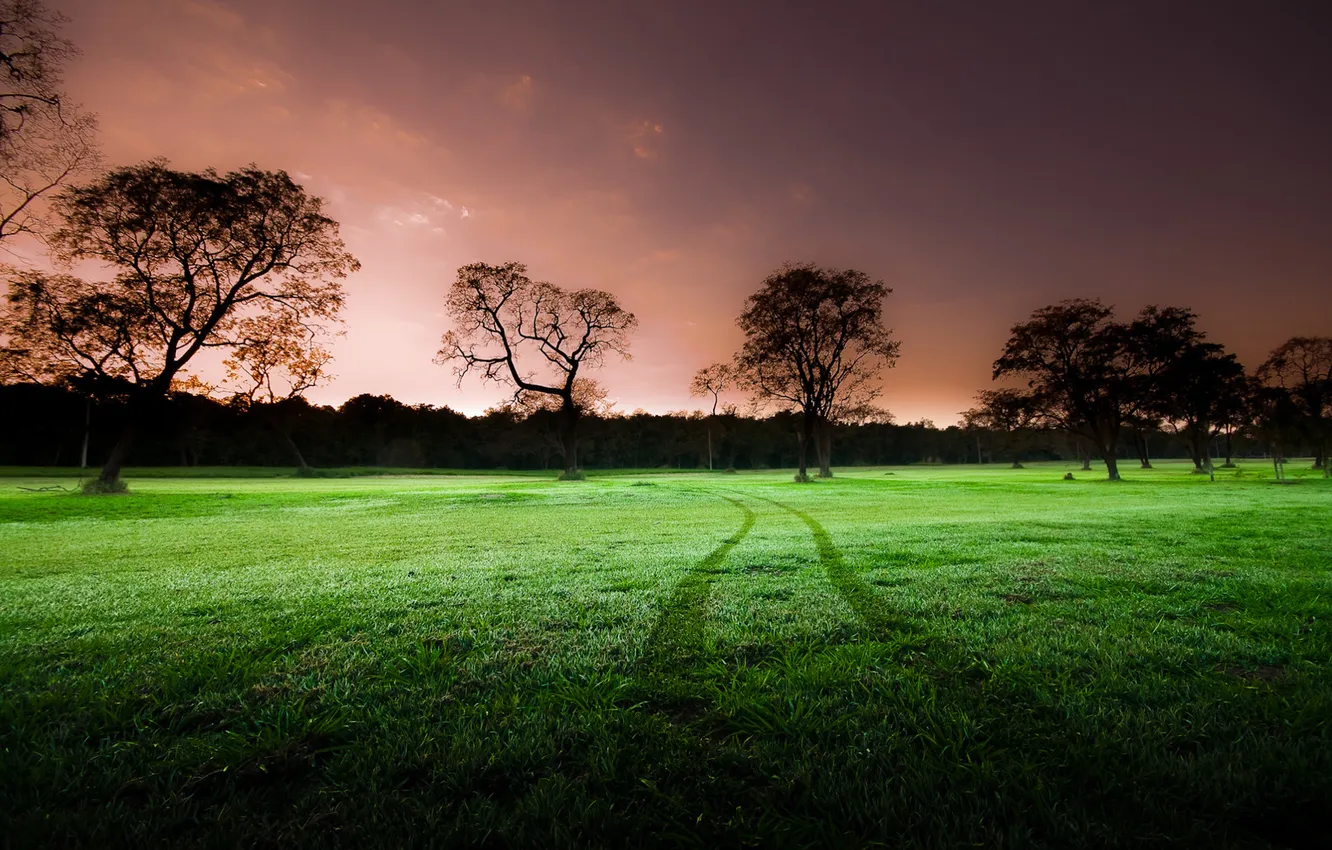 Photo wallpaper field, trees, nature, trail, the evening, green