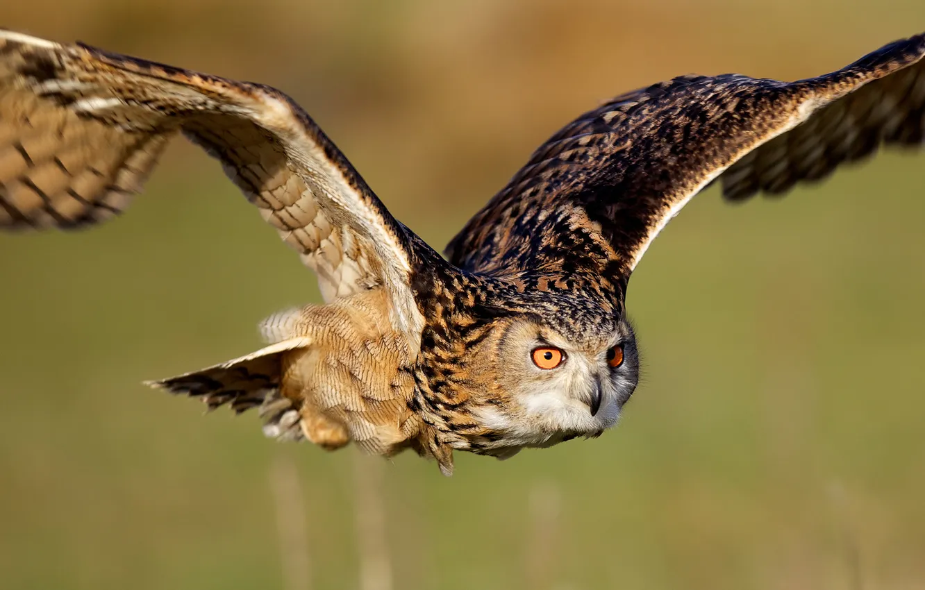Photo wallpaper owl, bird, wings, flight