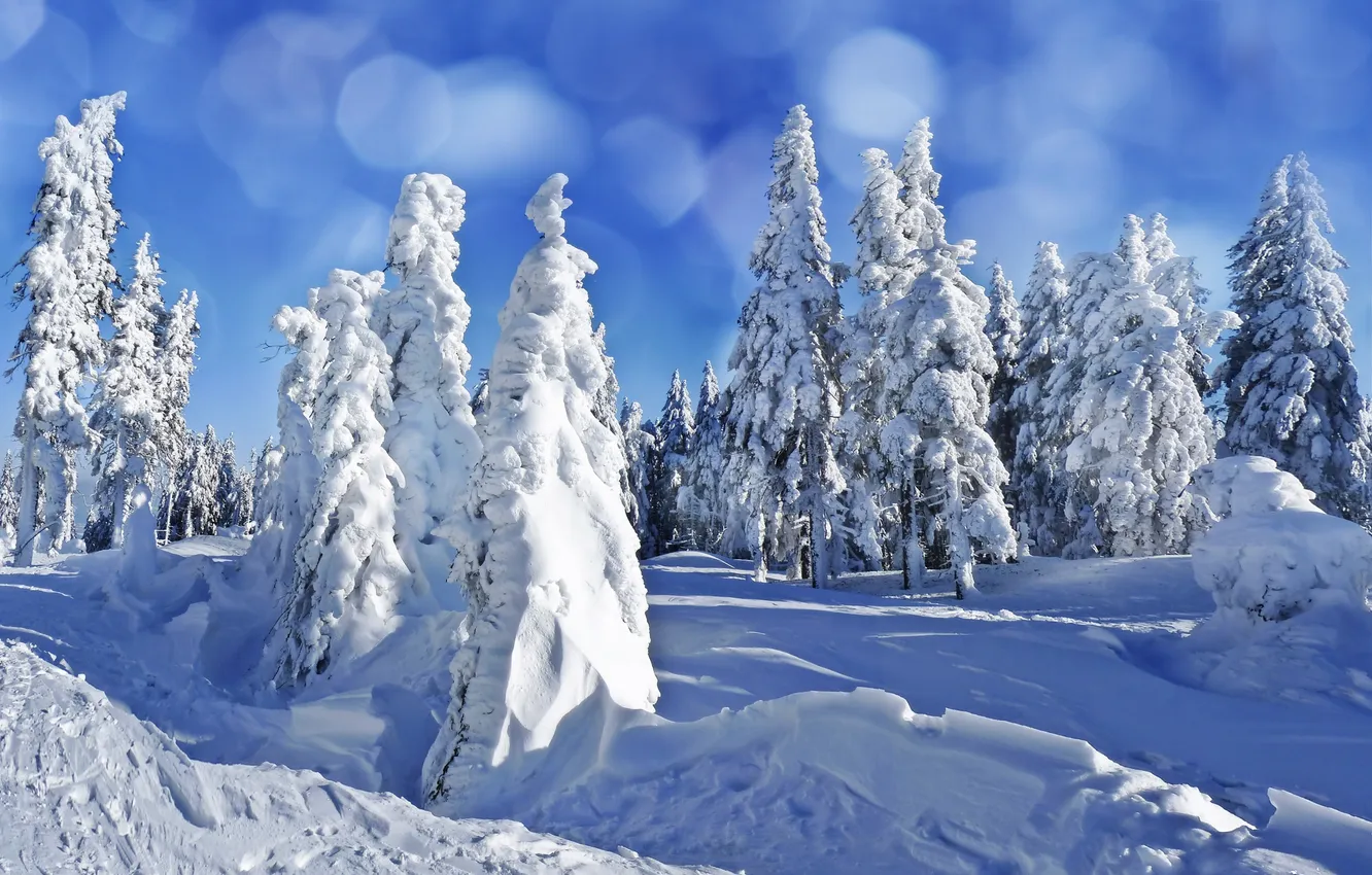 Photo wallpaper winter, snow, trees, landscape, nature, tree, ate, the snow