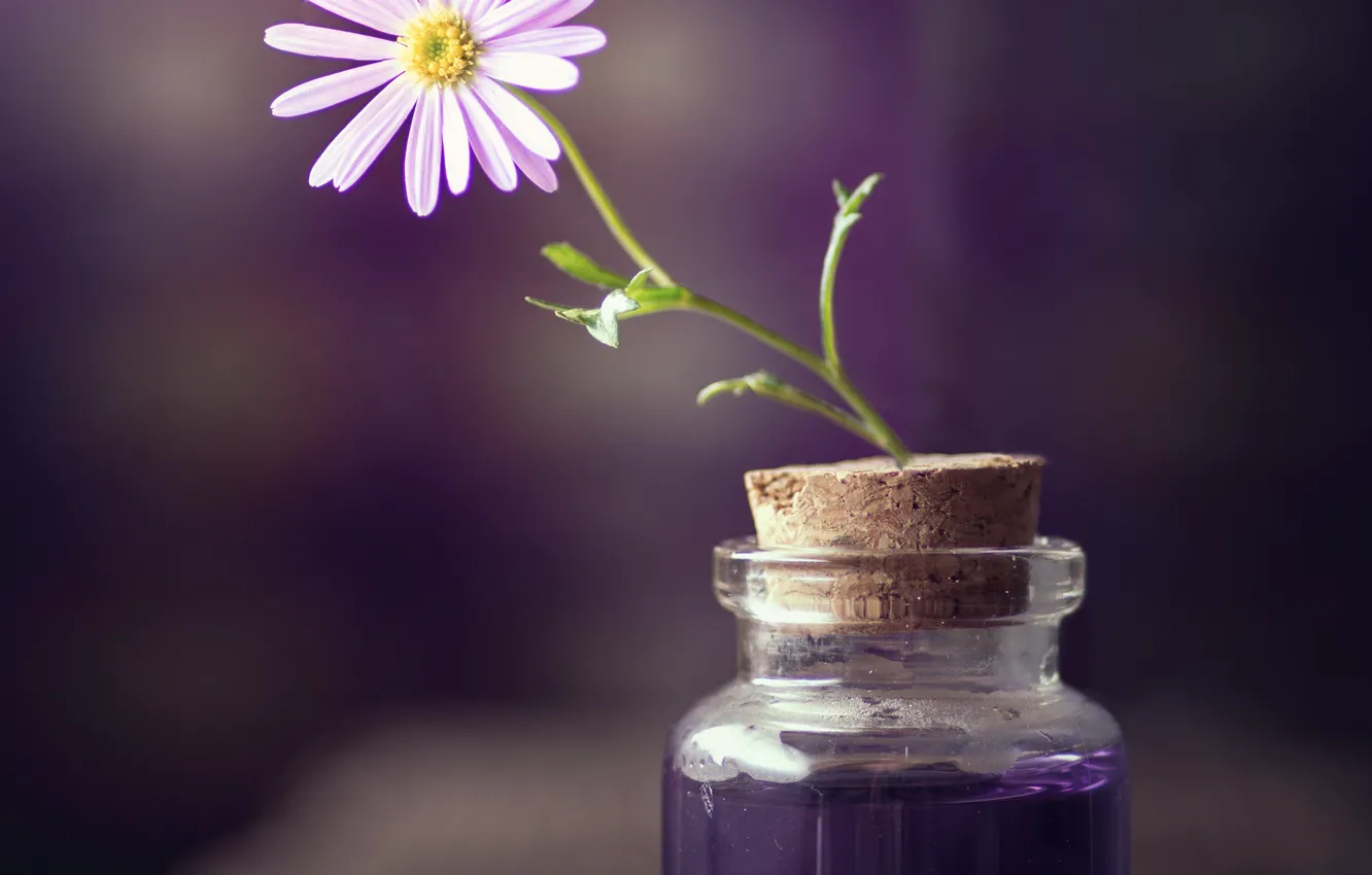 Photo wallpaper flowers, Board, jars, tube