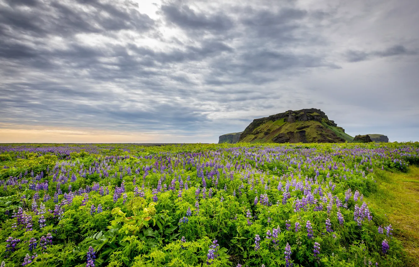 Photo wallpaper field, Iceland, Iceland, lupins