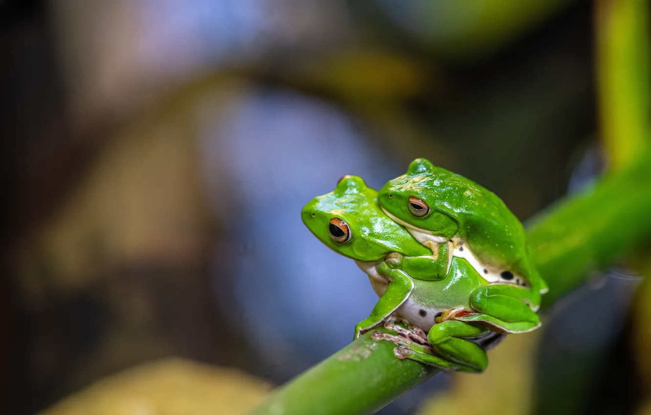 Photo wallpaper frog, a couple, bokeh