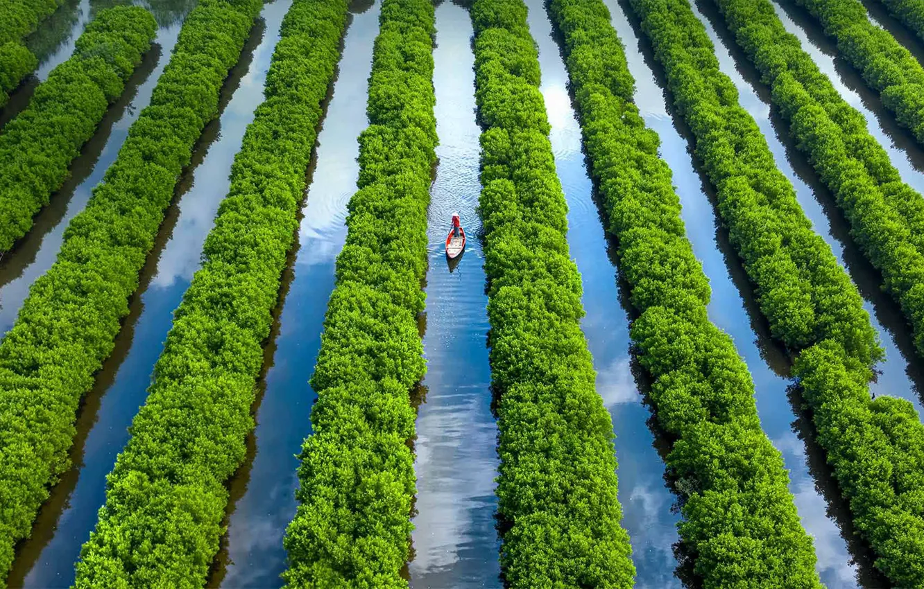 Photo wallpaper boat, channel, Vietnam, mangrove forest