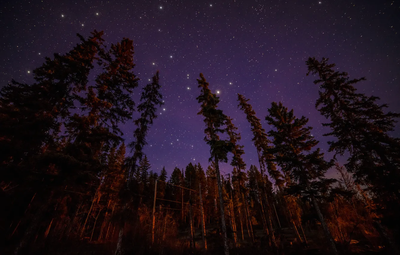 Photo wallpaper forest, stars, light, trees, landscape, night