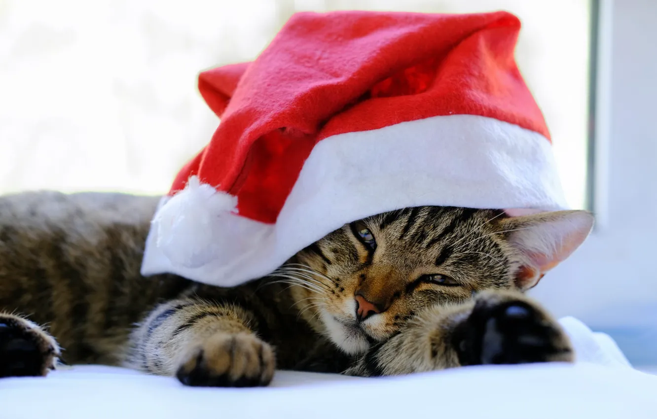 Photo wallpaper cat, cat, look, pose, background, holiday, window, Christmas